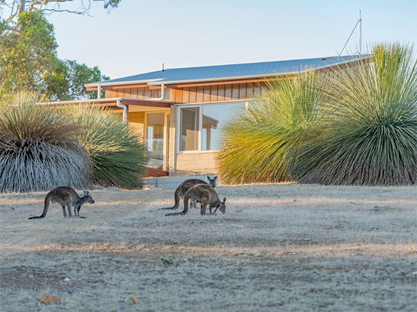 Kangaroos seen during a stay at Ecopia Retreat