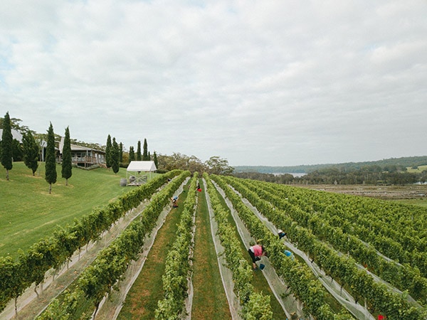 Cupitts From Above, Cupitts Winery and Restaurant, NSW, Australia