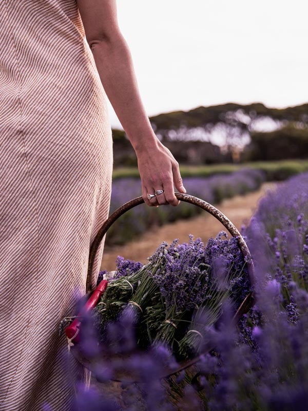 Lady walks with basket full of lavender at Emu Bay Lavender Farm on Kangaroo Island