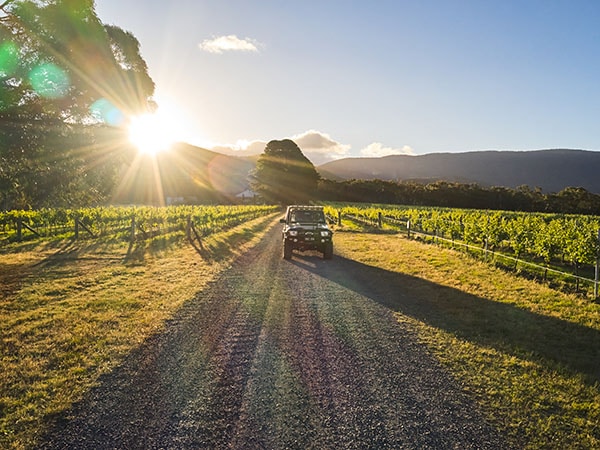 Fallen Giants Vineyard, Grampians, Victoria, Australia