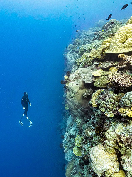 Free diving, Tours, Christmas Island, Australia
