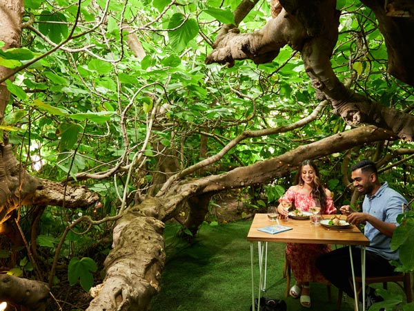 Couple dining at Gastronomo: The Enchanted Fig Tree.