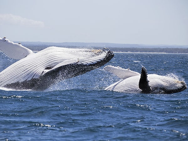 Jervis Bay, Humpback Whale, NSW, Australia