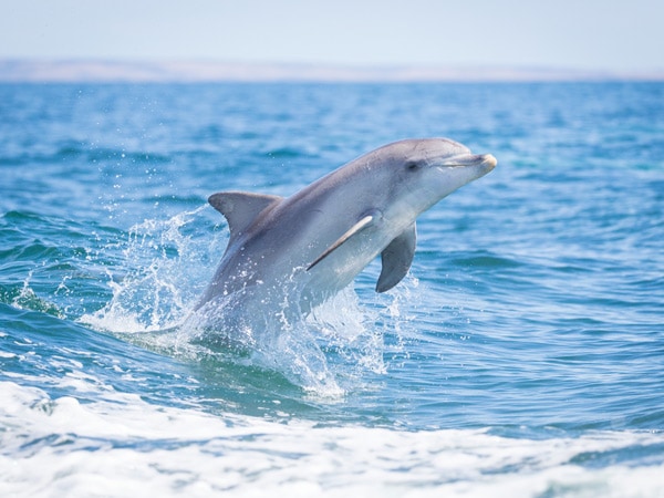 A dolphin jumping out of the water at Kangaroo Island.