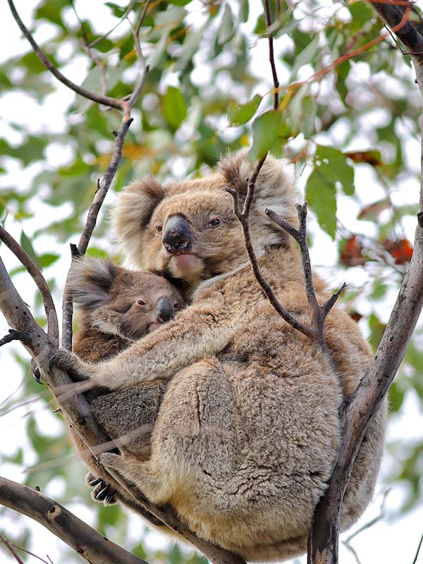 Two koalas cuddling in a tree on Kangaroo Island. 