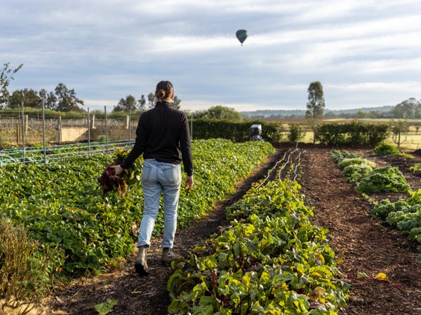 a woman harvesting estate-grown produce at Margan Wines and Restaurant, Broke in the Hunter Valley