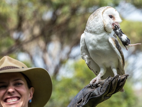 Owl eating a mouse at Raptor Domain on Kangaroo Island. 