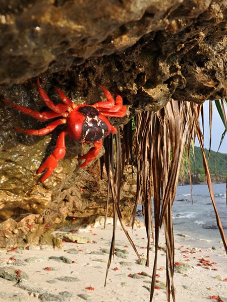 Red crab migration, Christmas Island, Australia