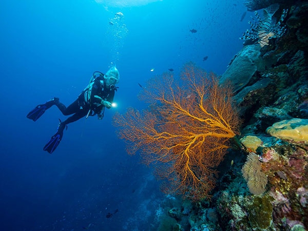 Scuba Diving, Christmas Island, Australia