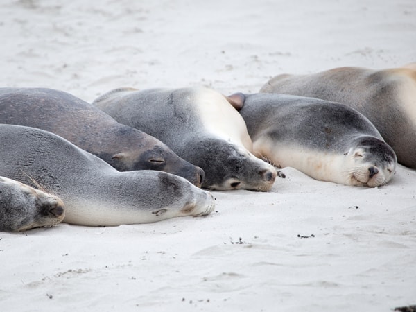 Seals lay on the beach at Kangaroo Island's Seal Bay. 