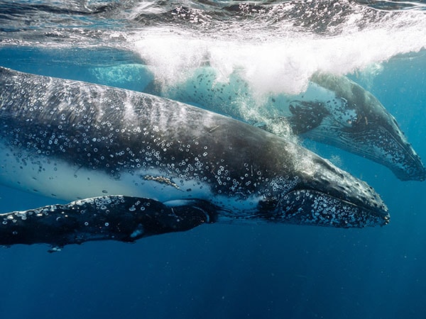Dolphin and whale watching, Shoalhaven and Jervis Bay, NSW, Australia