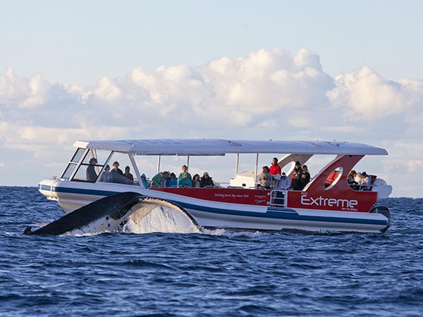 Shoalhaven and Jervis Bay Whale Watching, NSW South Coast, Australia