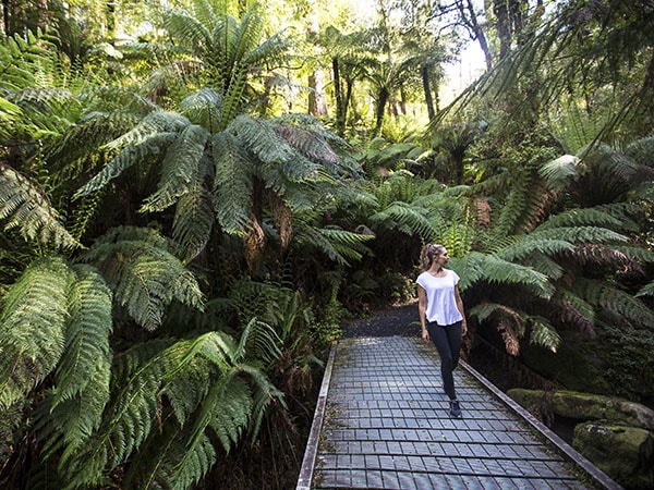 Tarra-Bulga National Park