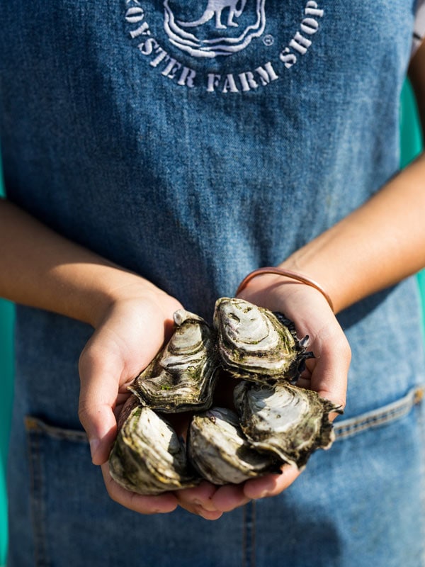 Person holding a handful of fresh unshucked oysters at The Oyster Farm Shop on Kangaroo Island.