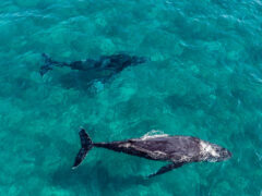 humpback whales swimming in Hervey Bay