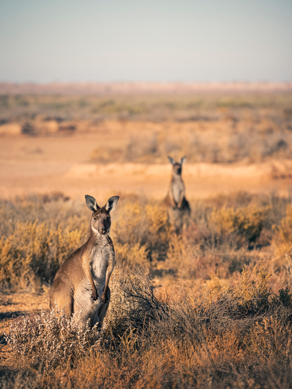 Mungo National Park in NSW