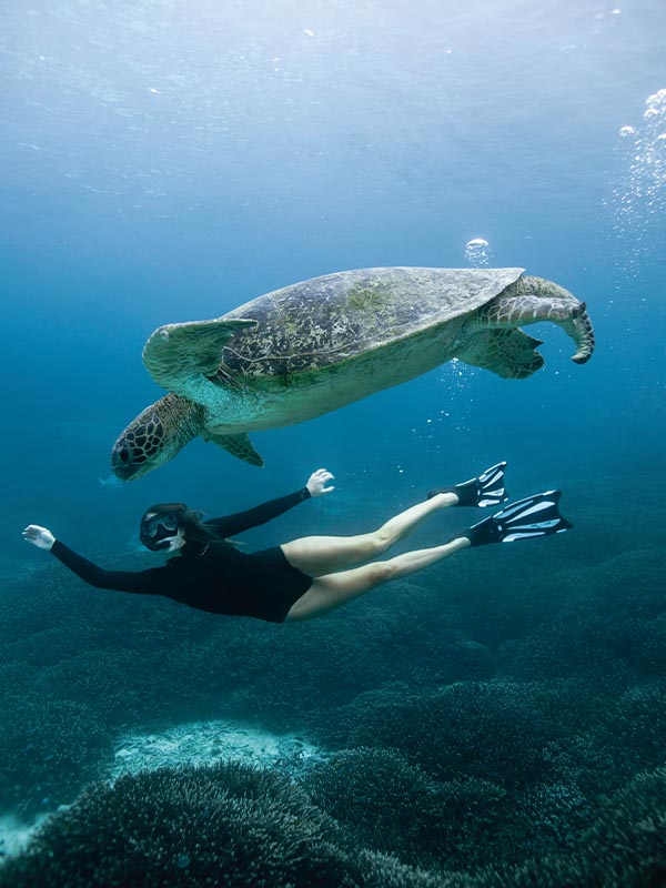 snorkelling with turtles lady elliot island