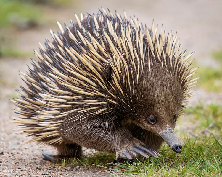 Where to see Australia's unique wildlife - Australian Traveller