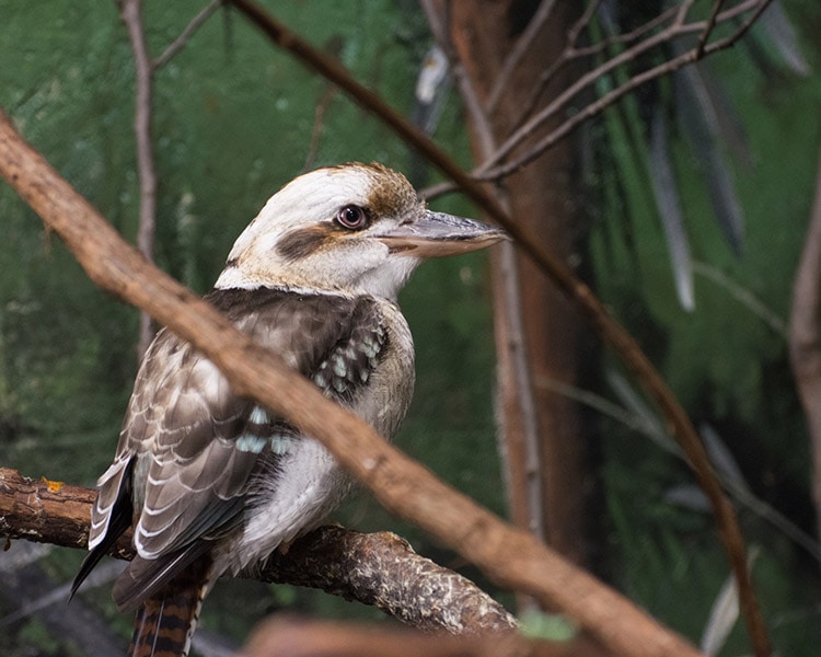 Kooraburra