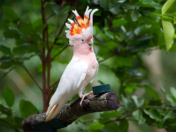 Look out for the pink cockatoo.