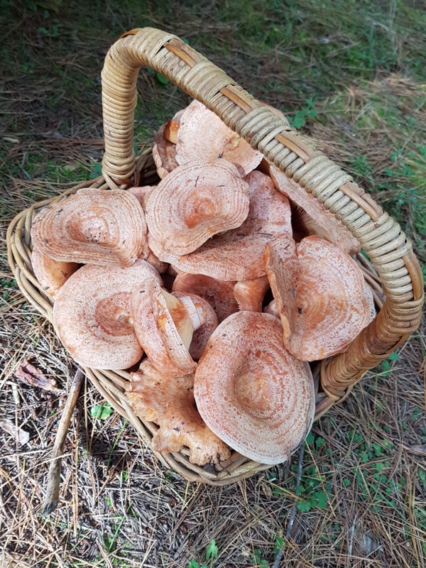 Field to Forest Festival in Oberon