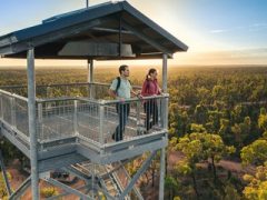 Lookout Tower, Pilliga Forest, Narrabri Region, NSW, Australia