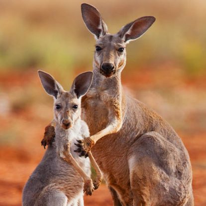 Where to see Australia's unique wildlife - Australian Traveller