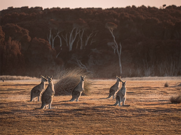 Springlawn kangaroo