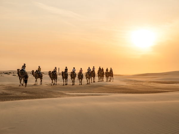 Sunset camel riding experience within Anna Bay, Port Stephens.