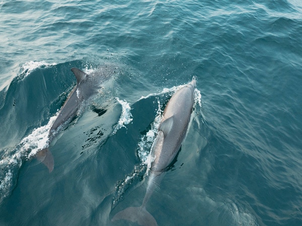 Dolphins swimming in Shoal Bay, Port Stephens.