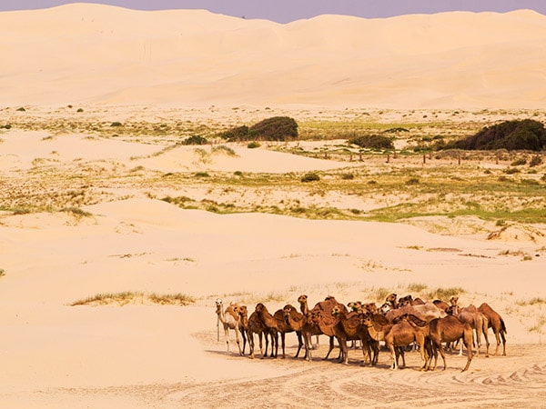 Herd of camels in Anna Bay, Port Stephens, New South Wales, Australia