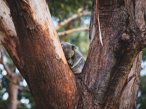 Koala snuggled in a tree sleeping at the Koala Sanctuary Port Stephens, One Mile