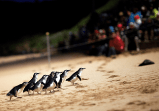 Penguins, Phillip Island, Victoria, Australia