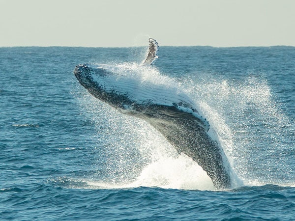 Whale watching, Moonshadow TQC, Port Stephens, NSW Australia