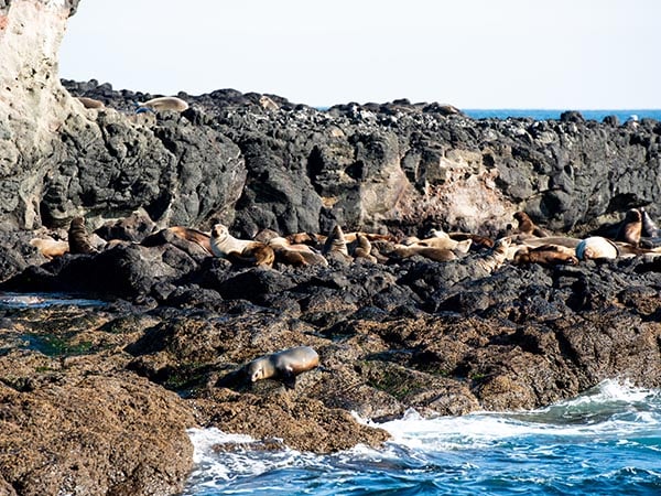 Seal Rocks, Phillip Island, Gippsland, VIC, Australia
