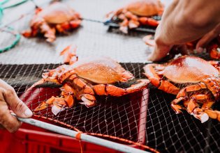 Spanner Crab in Mooloolaba for The Curated Plate
