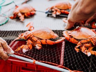 Spanner Crab in Mooloolaba for The Curated Plate