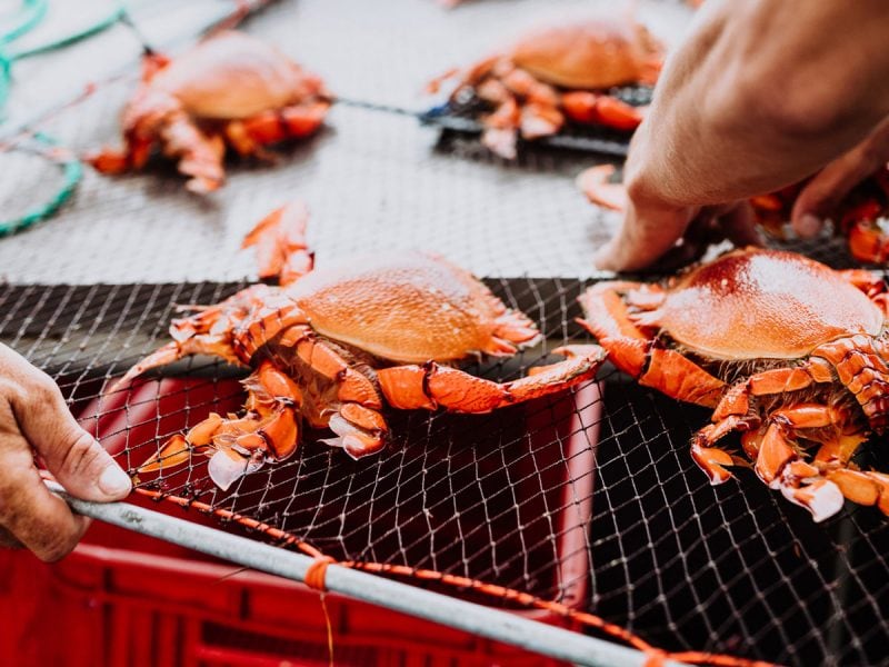 Spanner Crab in Mooloolaba for The Curated Plate