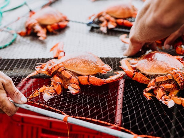 Spanner Crabs in Mooloolaba for Curated Plate, Sunshine Coast