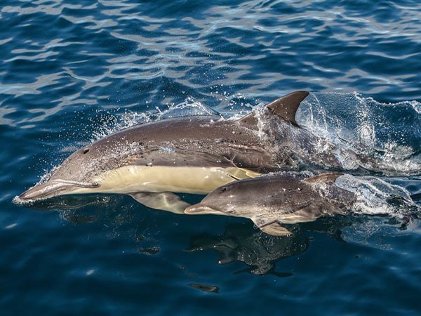 Two Dolphins, Dolphin Swim Australia, Port Stephens