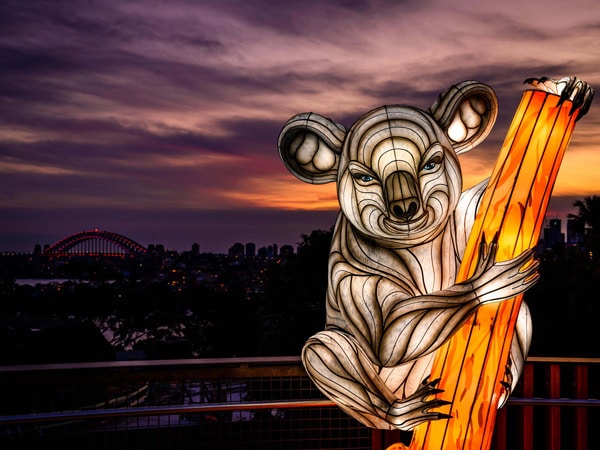 Wild Lights at Taronga Zoo during Vivid festival