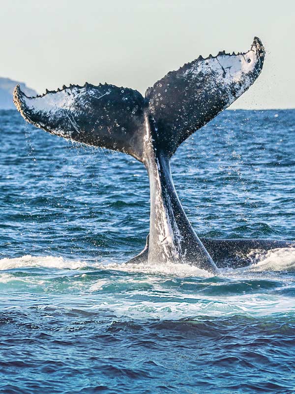A humpback whale's tail in Port Stephens.