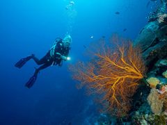 Diving coral, Indian Ocean Fest, Christmas Island, Australia