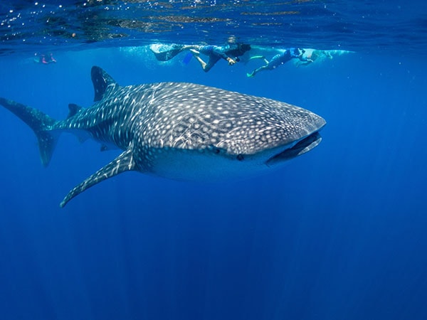 Whale Shark, Christmas Island, Australia