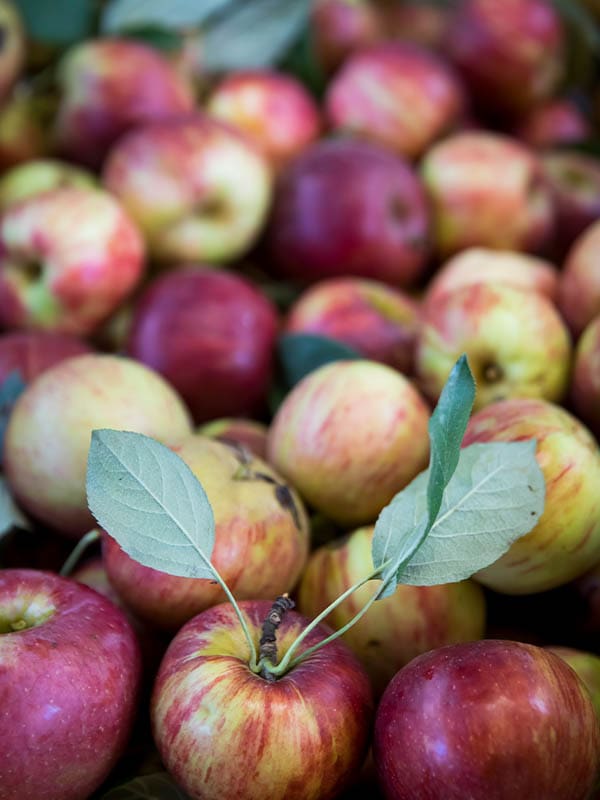 Hilbilly Cider