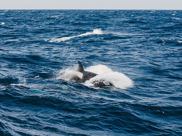 Killer Whale Orca, Bremer Bay, WA, Australia