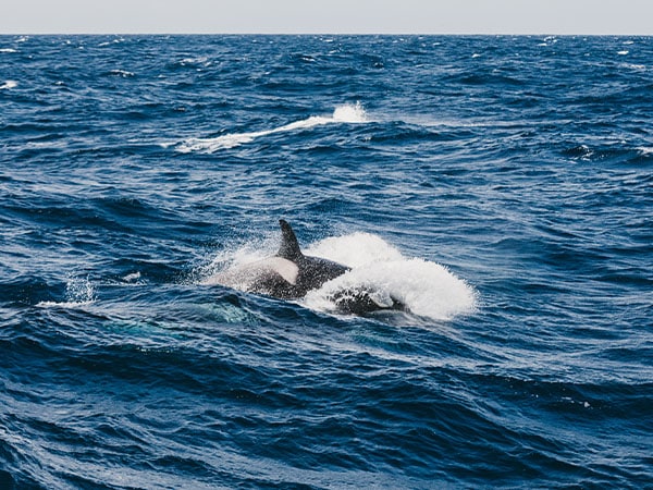 Killer Whale Orca, Bremer Bay, WA, Australia