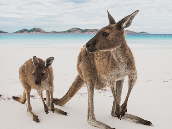 Kangaroos, Cape Le Grand National Park, Lucky Bay, West Australia, Australia