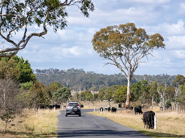 Car driving through the New England countryside in Uralla, New England High Country, Australia