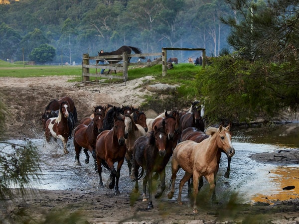 Horses at Glenworth Valley Outdoor Adventures, Glenworth Valley. (Image: Destination NSW)